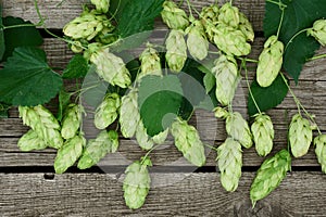 Hop twigs frame over wooden cracked table background. Vintage toned. Beer ingredients. Beautiful fresh-picked whole hops with