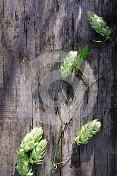 Hop twigs frame over wooden cracked table background. Vintage toned. Beer ingredients. Beautiful fresh-picked whole hops with