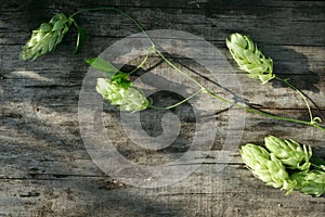 Hop twigs frame over wooden cracked table background. Vintage toned. Beer ingredients. Beautiful fresh-picked whole hops with