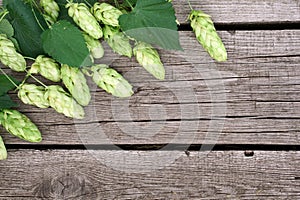 Hop twigs frame over wooden cracked table background. Vintage toned. Beer ingredients. Beautiful fresh-picked whole hops with