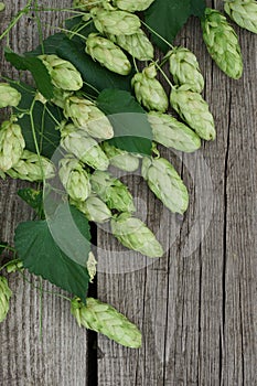 Hop twigs frame over wooden cracked table background. Vintage toned. Beer ingredients. Beautiful fresh-picked whole hops with
