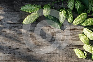 Hop twigs frame over wooden cracked table background. Vintage toned. Beer ingredients. Beautiful fresh-picked whole hops with