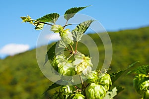 Hop umbels - ingredient for beer brewing