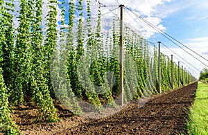 Hopcultivation in Germany