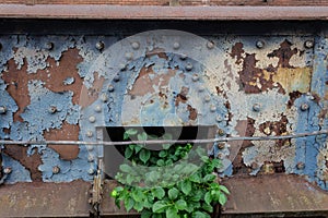 Hope abstract, old metal corroded, urban decay with beautiful green plant emerging