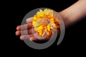 Hope concept. In the hand of a child a yellow sunny flower glows