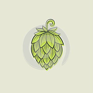 Hope illustration. Hop cone drawing. Engraving hop cones.