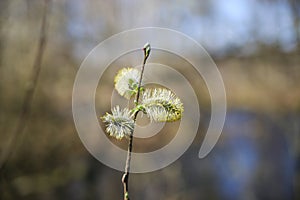 Hope and new beginning fresh start concept: close up of fluffy first buds of flowering plant in spring, blurred swamp background