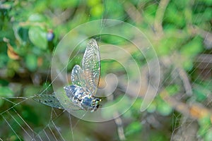 Hopeless cicada