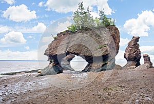 Hopewell Rocks Flower Pots