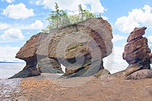 Hopewell Rocks Flower Pots photo