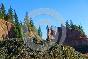 Hopewell Rocks at low tide