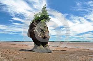 Hopewell Rocks at low tide