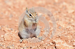 Hopi Chipmunk