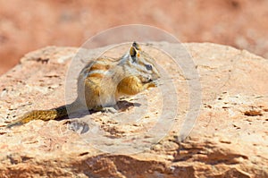 Hopi Chipmunk
