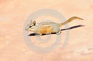 Hopi Chipmunk