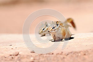 Hopi Chipmunk