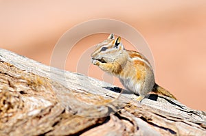 Hopi Chipmunk