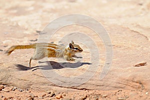 Hopi Chipmunk
