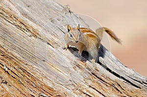 Hopi Chipmunk