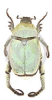 Hoplia chlorophana