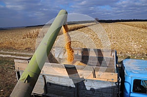 From the hopper of the combine, the grain is pulled down into th