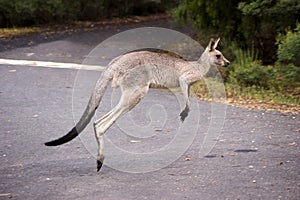 Hopping kangaroo
