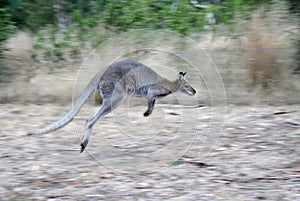 Hopping Kangaroo