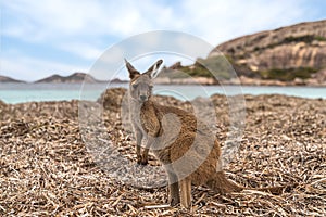 Hopping kangaroo on kangaroo island Australia