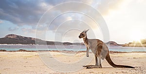 Hopping kangaroo on kangaroo island Australia