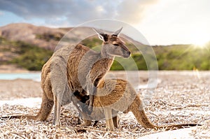 Hopping kangaroo on kangaroo island Australia