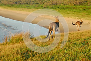 Hopping Kangaroos