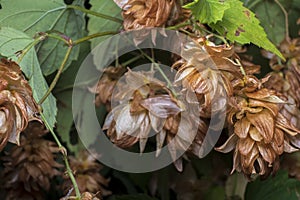 Hops, autumn ripe hop flower on a vine, on a black background a