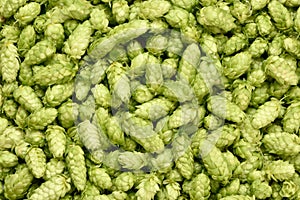 Hops background.