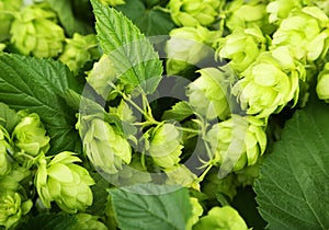 Hops background, close up, green