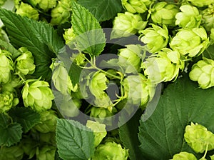 Hops background, green, close up