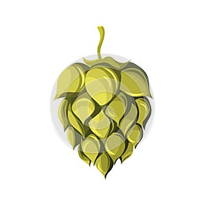 Hops.Beer hops, a plant for making beer.