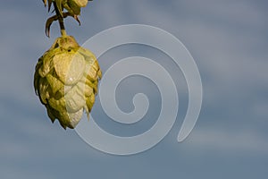Hops with blue sky background
