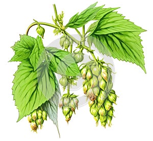 Hops branch with flowers and leaves isolated on white background. Generative AI watercolor illustration
