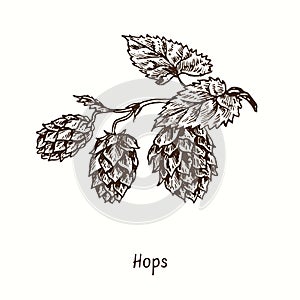 Hops branch. Ink black and white doodle drawing