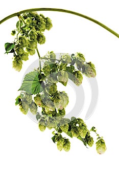 Hops branch isolated on white. Vertical photo.