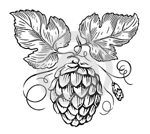 Hops branch and leaves engraving style. Beer hop cone sketch. Vector illustration
