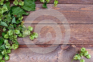 Hops branch on old wooden table background. Beer ingredient. Brewery wallpaper. Free space for text