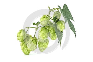 Hops branch with seed cones and leaves over white