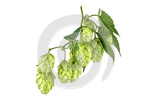 Hops branch with seed cones and leaves over white