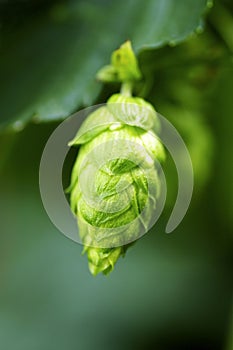 Hops Closeup