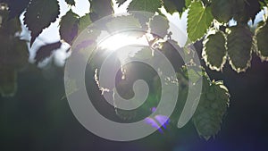 Hops cones in front of backlight - slow motion; hd video shows hops umbels slowly moving in a light breeze