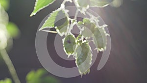 Hops cones in front of backlight - slow motion; hd video shows hops umbels slowly moving in a light breeze