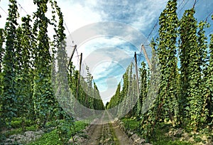 Hops farm before harvest