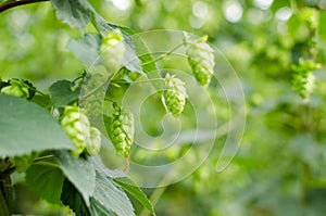 Hops field